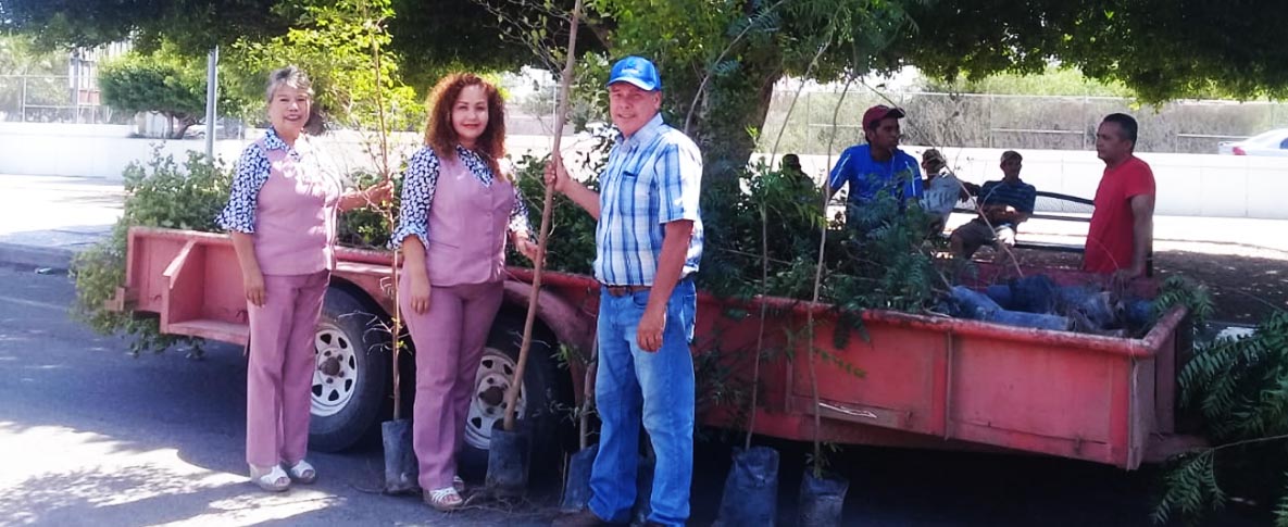 Donación de 800 árboles de la variedad Neem y Olivo Negro para reforestar áreas verdes