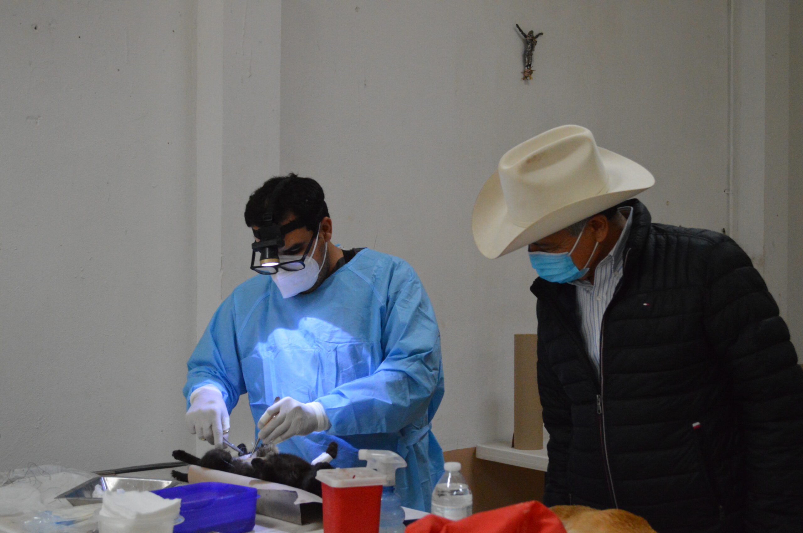 Inicia Campaña de Esterilización Canina y Felina en el Municipio