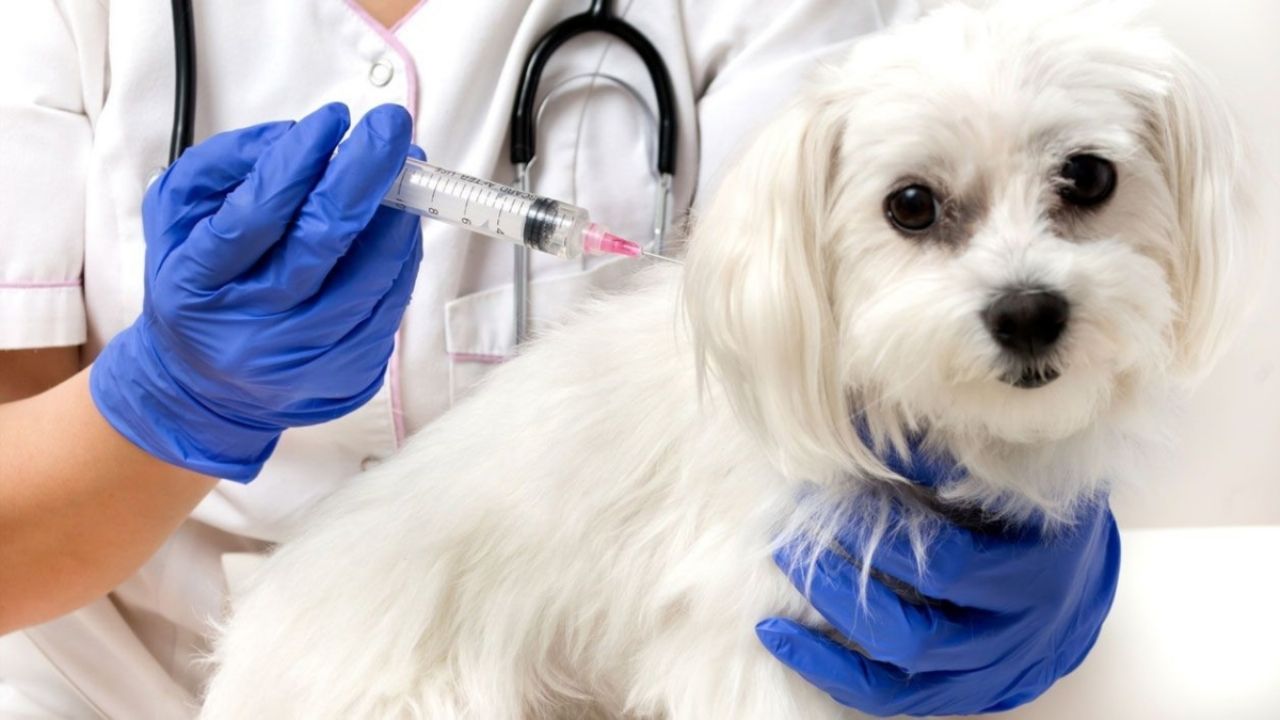 Rusia produce primer lote de 17 mil dosis de vacuna contra COVID-19 para animales