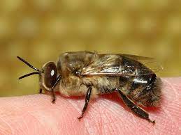 Científicos entrenan abejas para detectar COVID-19