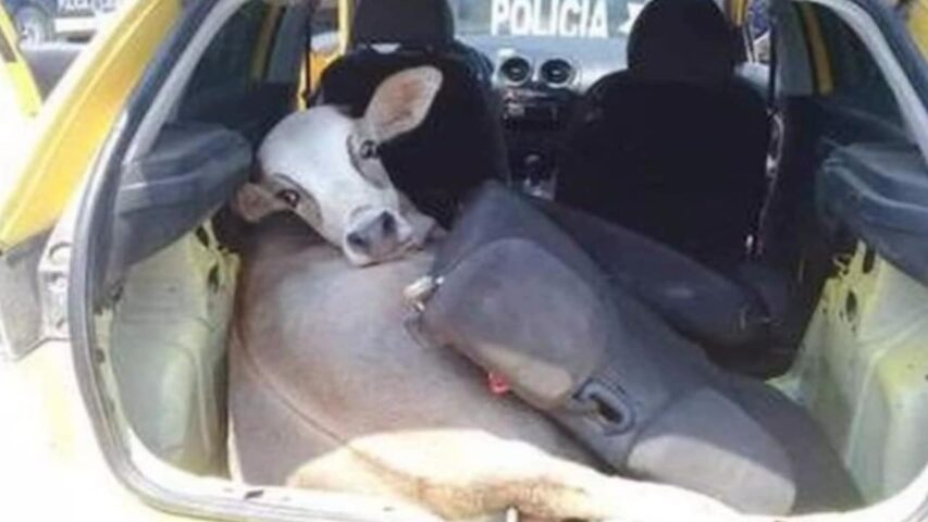 Policías encuentran a vaca robada en Tabasco mientras buscaban armas