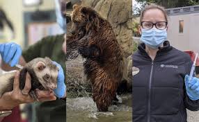 Inicia vacunación COVID-19 de animales en zoológico de Oakland, California