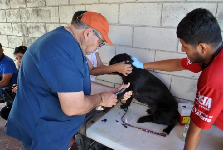 Llama Centro de Atención Canina y Felina a proteger a gatos y perros con vacuna antirrábica