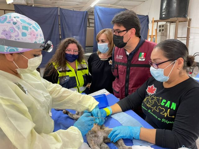 Exitosa Jornada de Esterilización de animales en Nogales