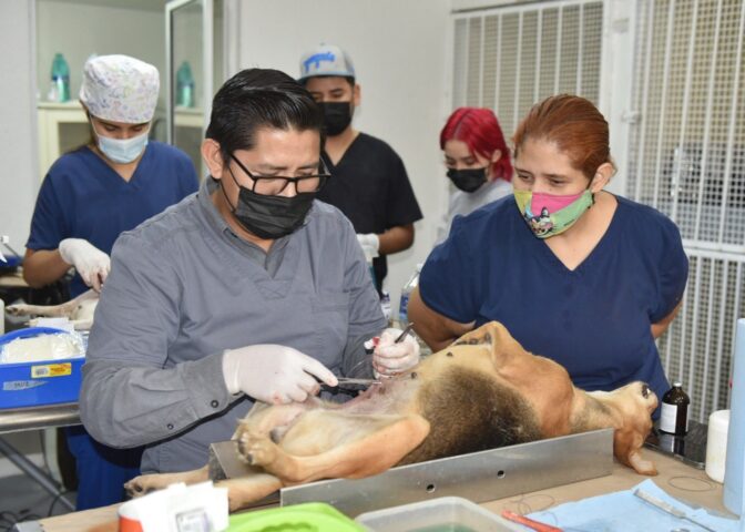 Realiza CACF 40 esterilizaciones gratuitas diarias