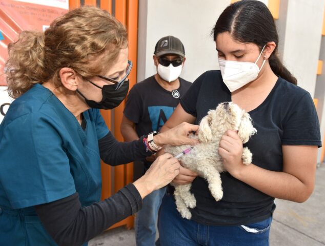 Invita el CACF a aprovechar el servicio de esterilizaciones gratuitas a mascotas
