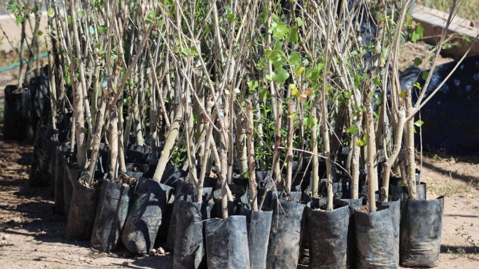 Realizará ecología campaña de reforestación en Guaymas Norte