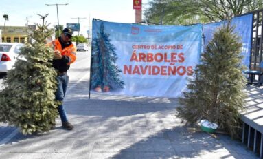 Continúa Gobierno Municipal de Hermosillo acopio de arbolitos navideños