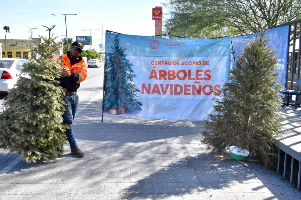Continúa Gobierno Municipal de Hermosillo acopio de arbolitos navideños