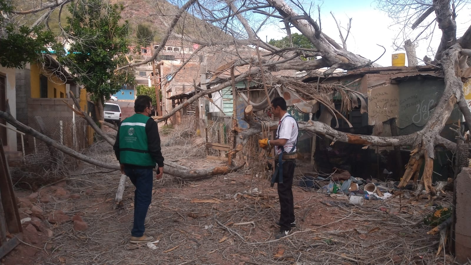 Atiende Protección Civil  reporte de árbol caído sobre vivienda