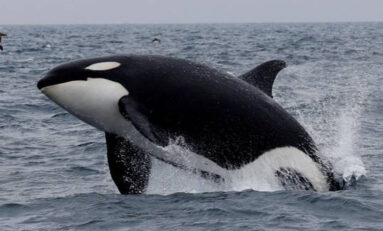 ¡Impactante persecución! Orca sorprende a turistas en Sinaloa