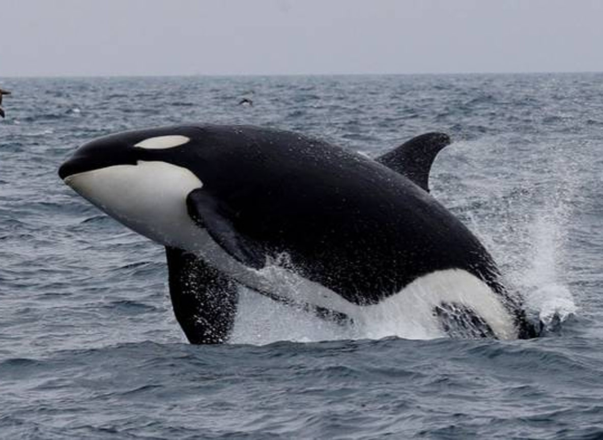 ¡Impactante persecución! Orca sorprende a turistas en Sinaloa