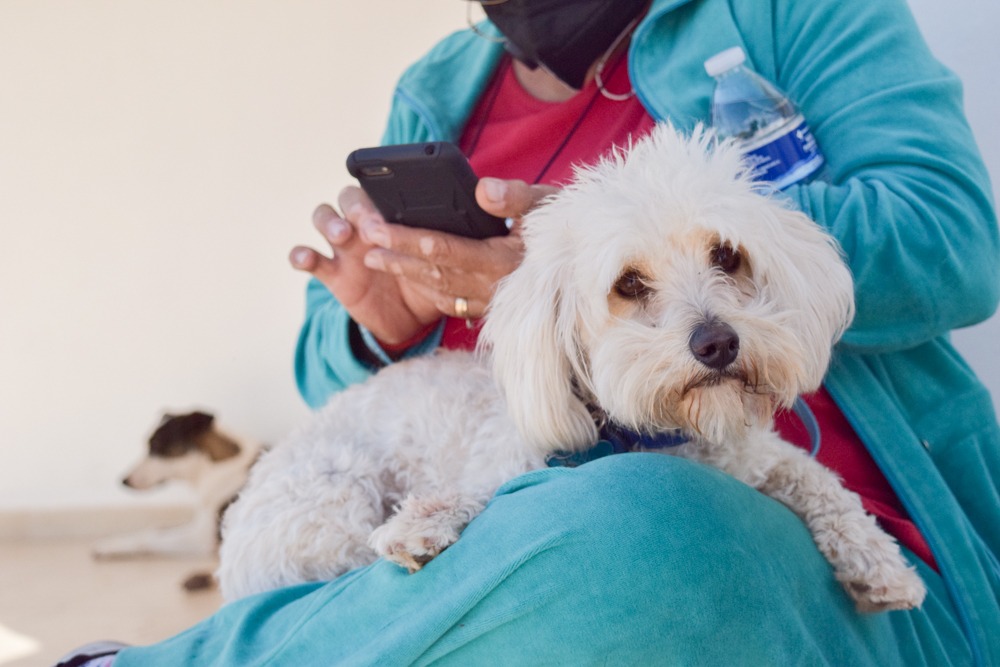 Acciona Gobierno Municipal en coordinación con el Centro de Atención Animal Campaña Permanente de esterilización canina.