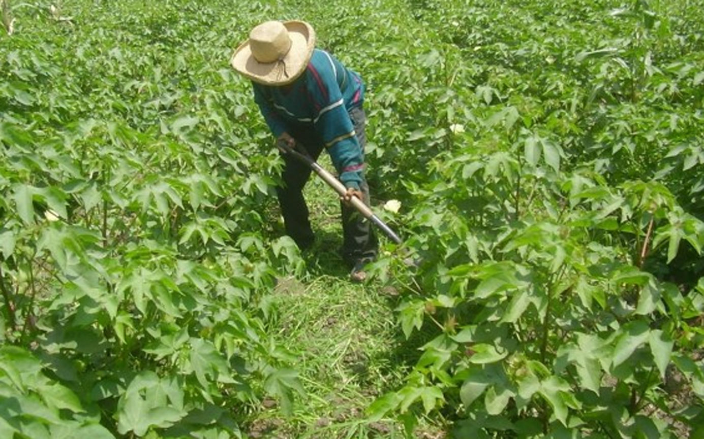 Productores se preparan: auguran un año positivo para la agricultura