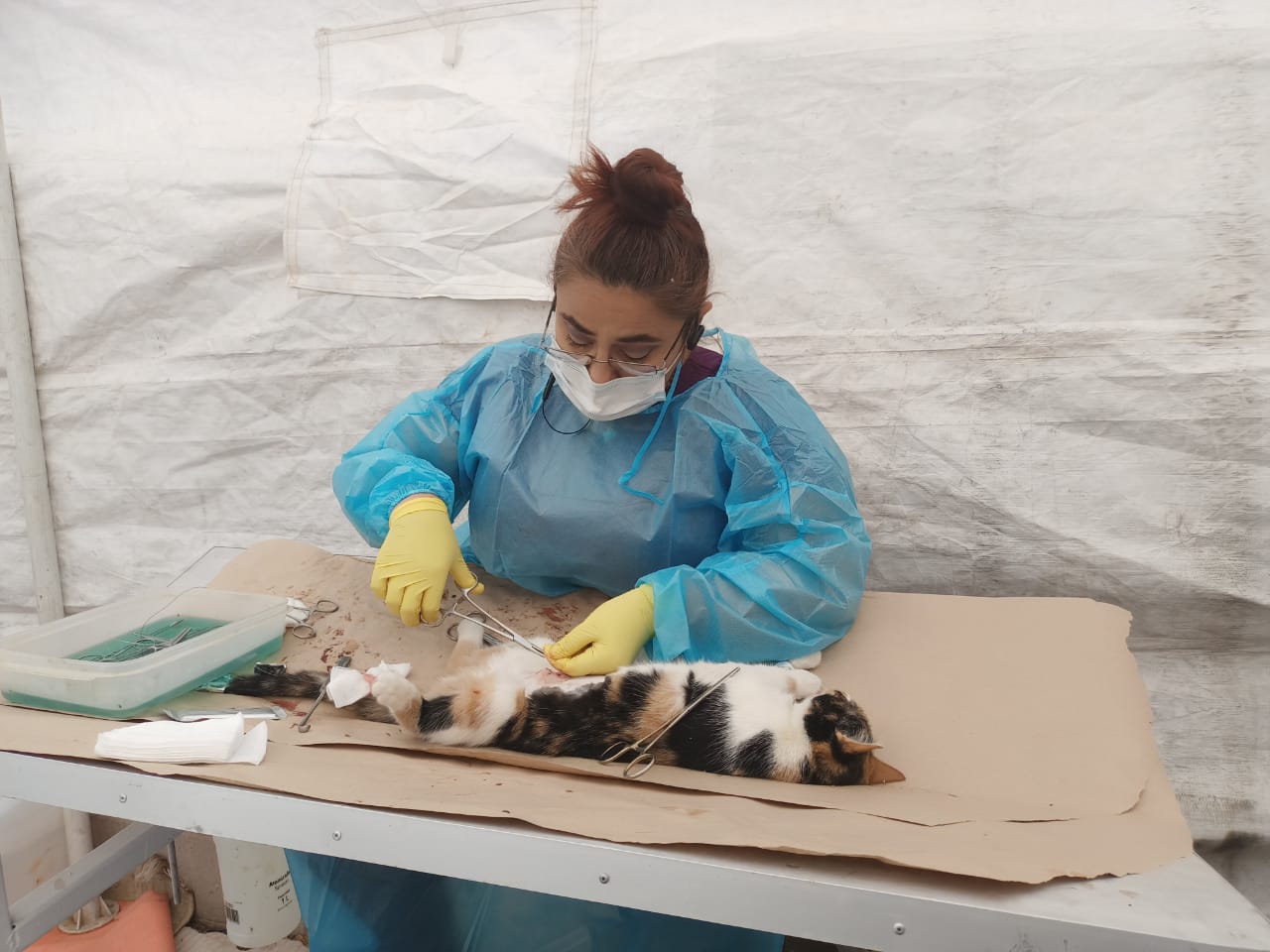 APLICAN CAMPAÑA DE ESTERILIZACIÓN DE MASCOTAS EN COLONIA LAS ACACIAS