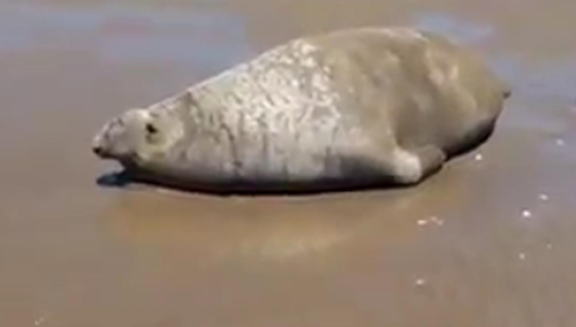Encuentran elefante Marino frente a playas de Caborca