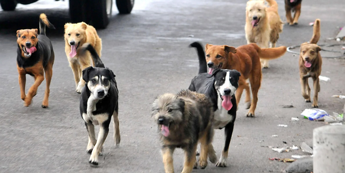 Perros callejeros que merodean por el Mercado de Navojoa serán reubicados