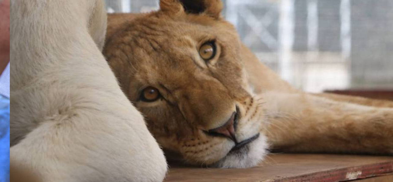 A punto de morir otra leona en el Black Jaguar-White Tiger