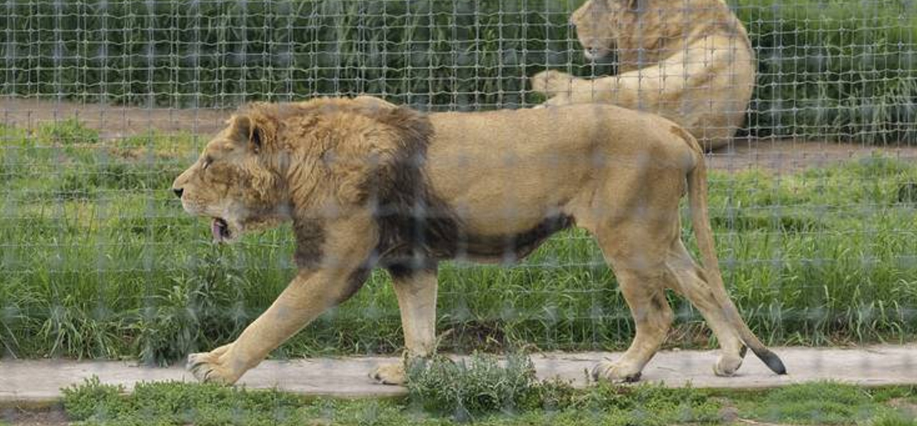 Muere leona en predio clausurado de Black Jaguar-White Tiger