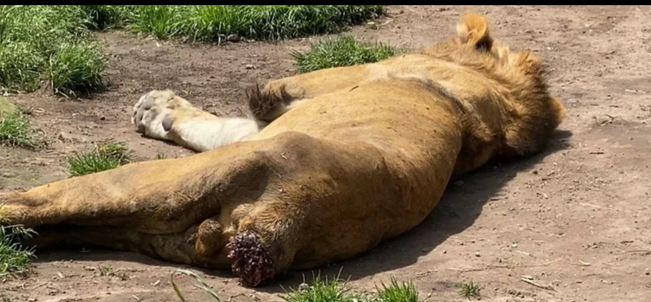 Denuncian a la Fundación Black Jaguar-White Tiger por maltrato animal