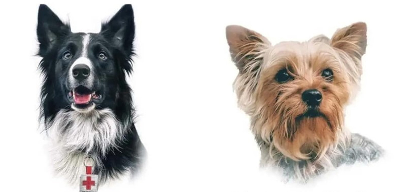 Pasará 10 años en la cárcel por envenenar a los perros rescatistas Athos y Tango