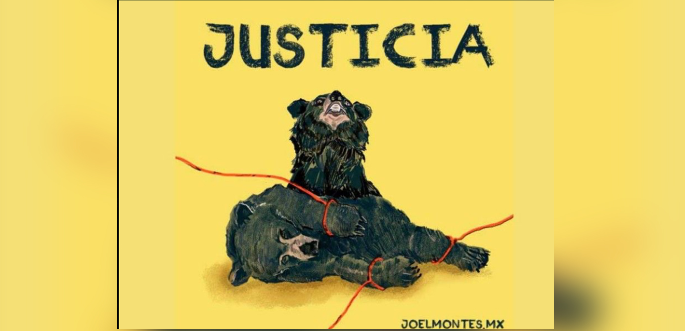 Lanzan petición de firmas en Internet: ‘Exigimos justicia por la inocente osezna’