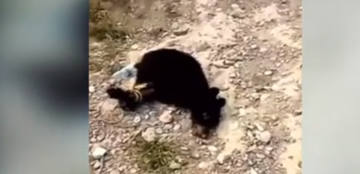 Identifican a responsables de muerte de pequeño oso negro en Coahuila
