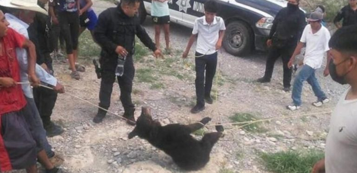 Policías mexicanos asfixian a oso bebé en peligro de extinción y sonríen para la foto
