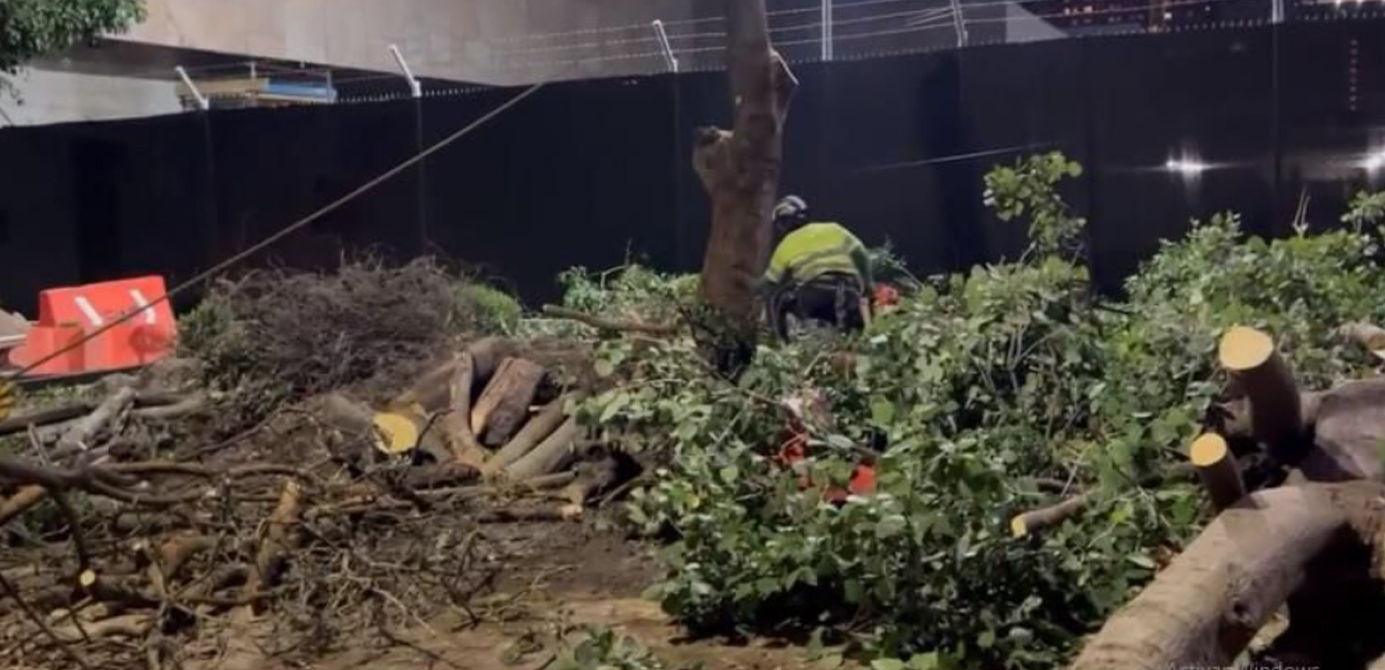 Denuncian en redes sociales la tala de 80 árboles en la Embajada de EU en México