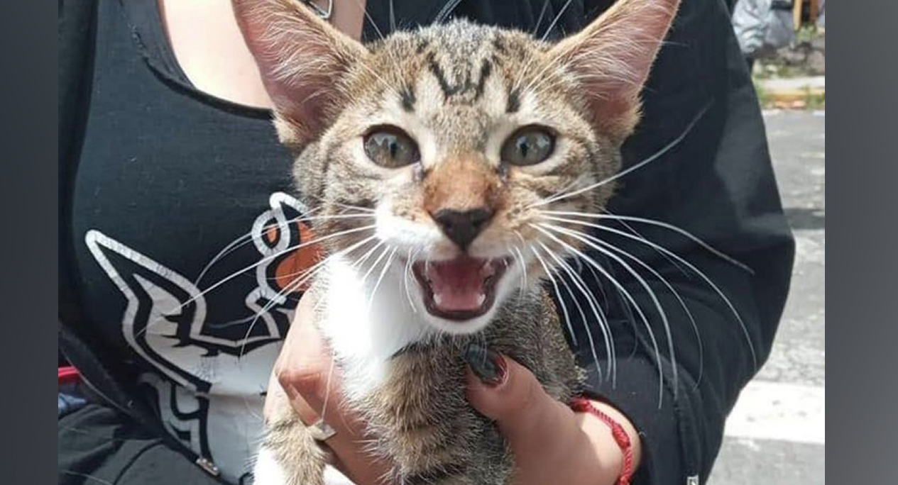 Torturan y matan a gatito en CCH Vallejo; estudiantes exigen justicia