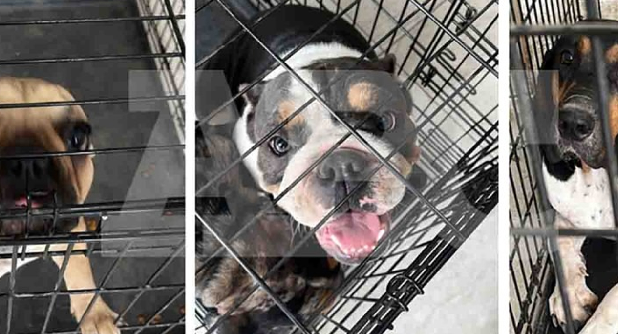 Aseguran drogas, arma y hasta perros tras cateo en Colonia Mitras, Monterrey