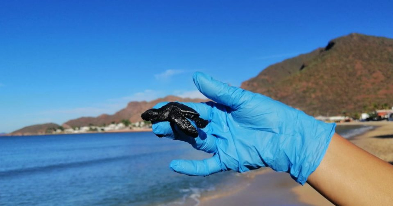 Promueven cuidado de la tortuga marina