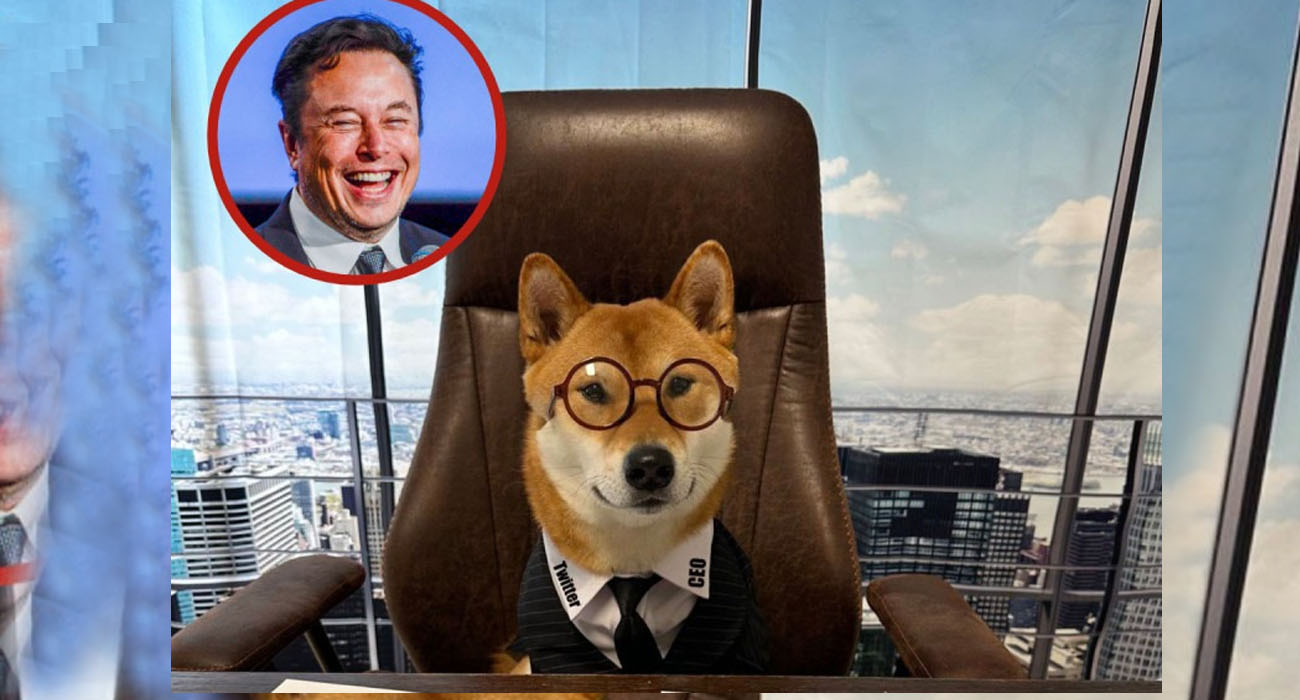 Elon Musk nombra a su perro como CEO de Twitter: Es muy bueno para los números