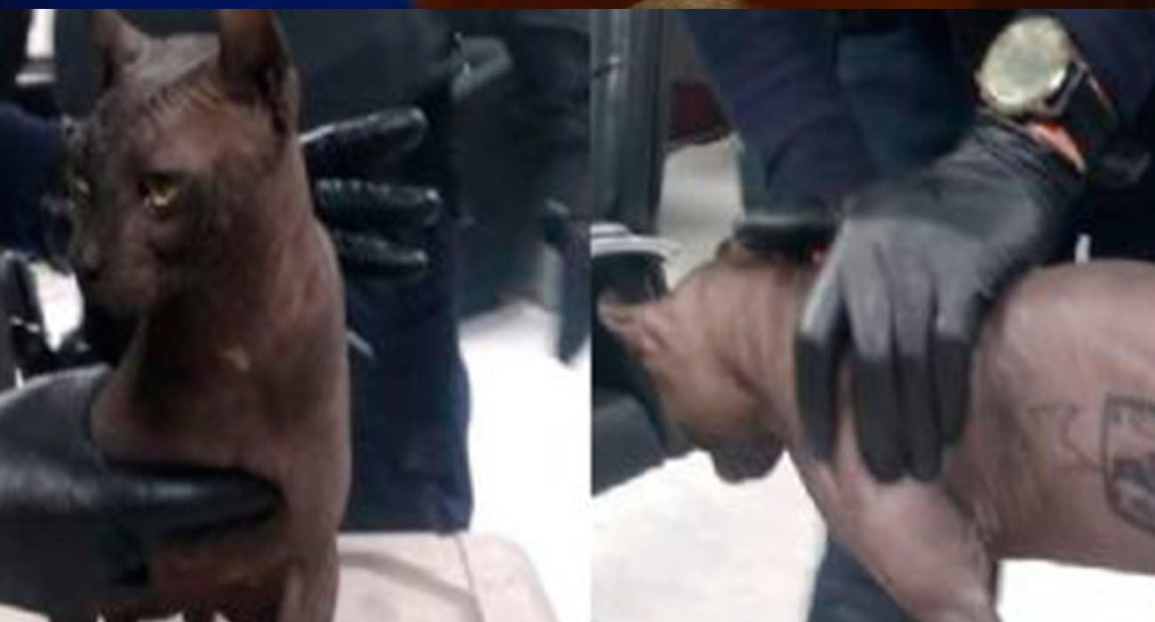 Rescatan a gato egipcio tatuado del Cereso 3 de Ciudad Juárez