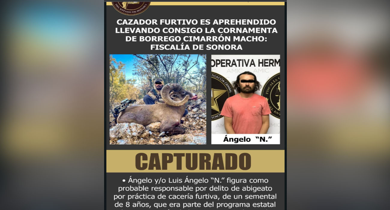 CAZADOR FURTIVO ES APREHENDIDO LLEVANDO CONSIGO LA CORNAMENTA DE BORREGO CIMARRÓN MACHO: FISCALÍA DE SONORA