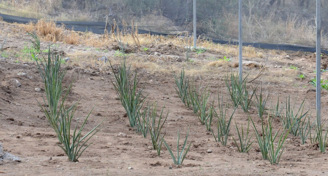 Entrega Gobierno de Sonora vivero comunitario en Mátape