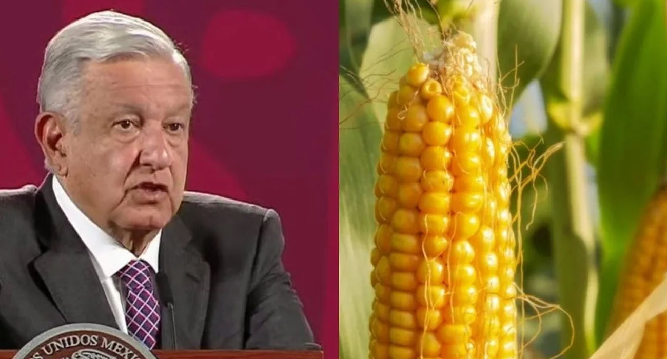 Refrenda AMLO prohibición de maíz transgénico para consumo humano