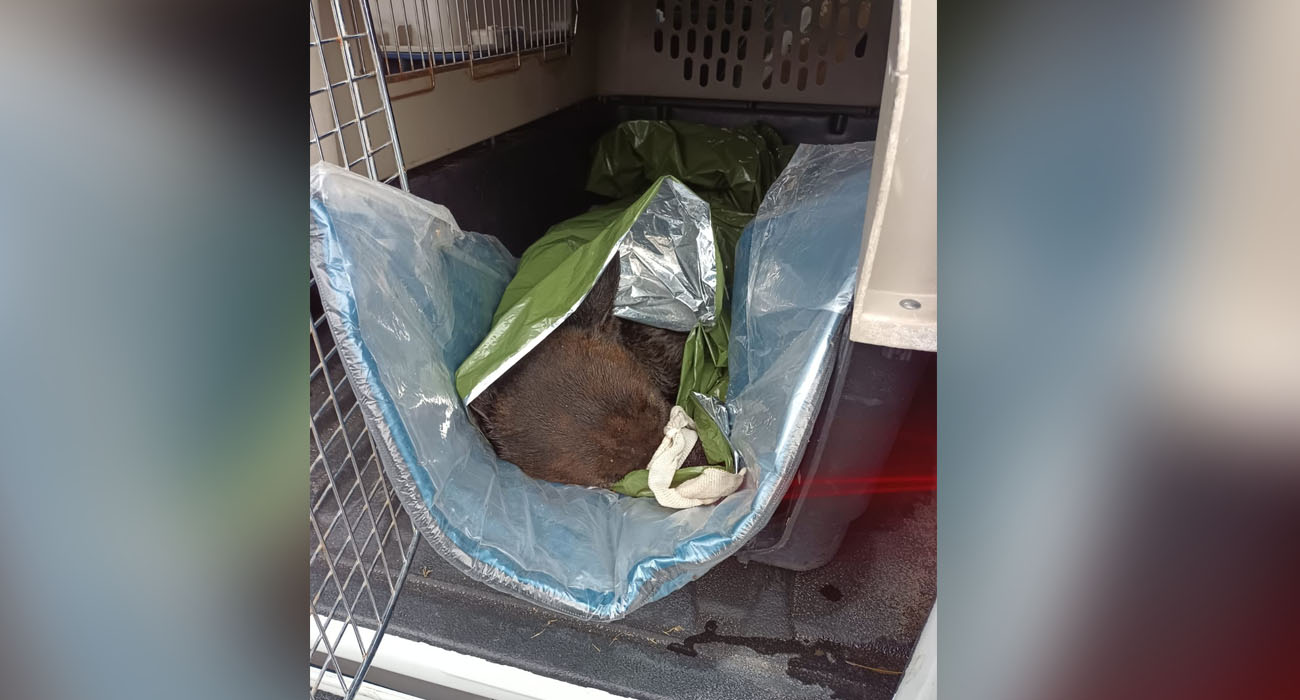 ACCIONES POLICIALES PARA LA SEGURIDAD DE HERMOSILLO