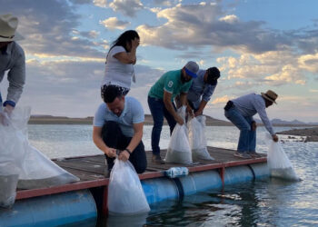 Gobierno de Sonora impulsa pesca en embalses