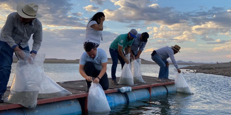 Gobierno de Sonora impulsa pesca en embalses