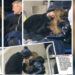 Piqué y Clara Chía ya se besan en público tras mudanza de Shakira con sus hijos