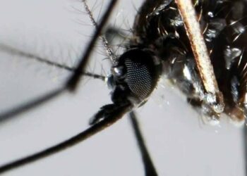 Especialistas brasileños alertan sobre la posible nueva epidemia que afectaría todo el continente americano