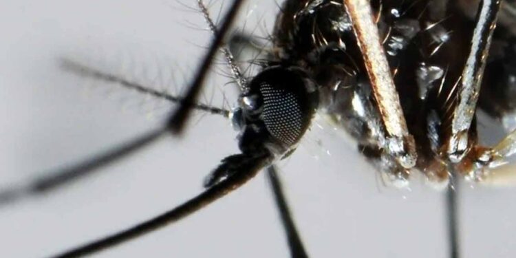 Especialistas brasileños alertan sobre la posible nueva epidemia que afectaría todo el continente americano