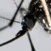 Especialistas brasileños alertan sobre la posible nueva epidemia que afectaría todo el continente americano