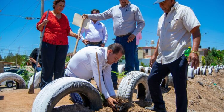 Entregan  arbolitos  para seguir con la reforestación del bordo del Infovit Alamito.