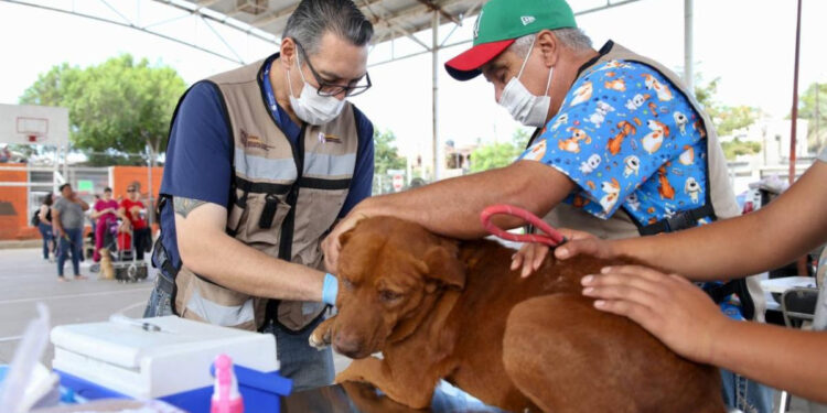 Gobierno de Sonora lleva 164 atenciones para animales de compañía de Los Olivos, en Hermosillo