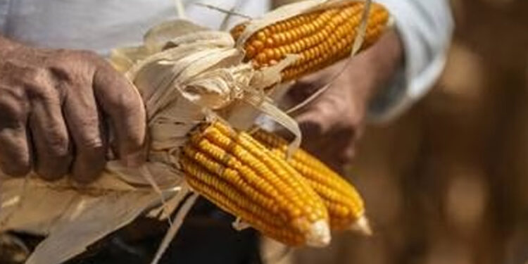 Canadá se une a consultas entre EU y México sobre maíz transgénico
