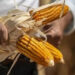 Canadá se une a consultas entre EU y México sobre maíz transgénico