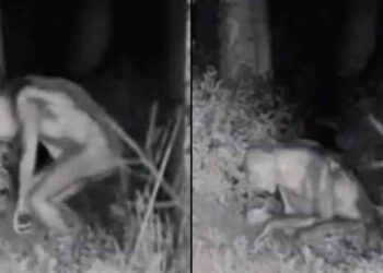 Las sorprendentes imágenes de un extraterrestre en un patio