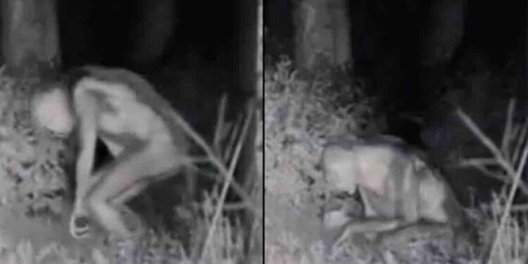 Las sorprendentes imágenes de un extraterrestre en un patio